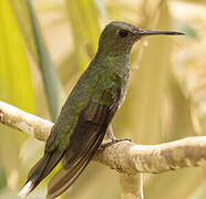 Scaly-breasted Hummingbird