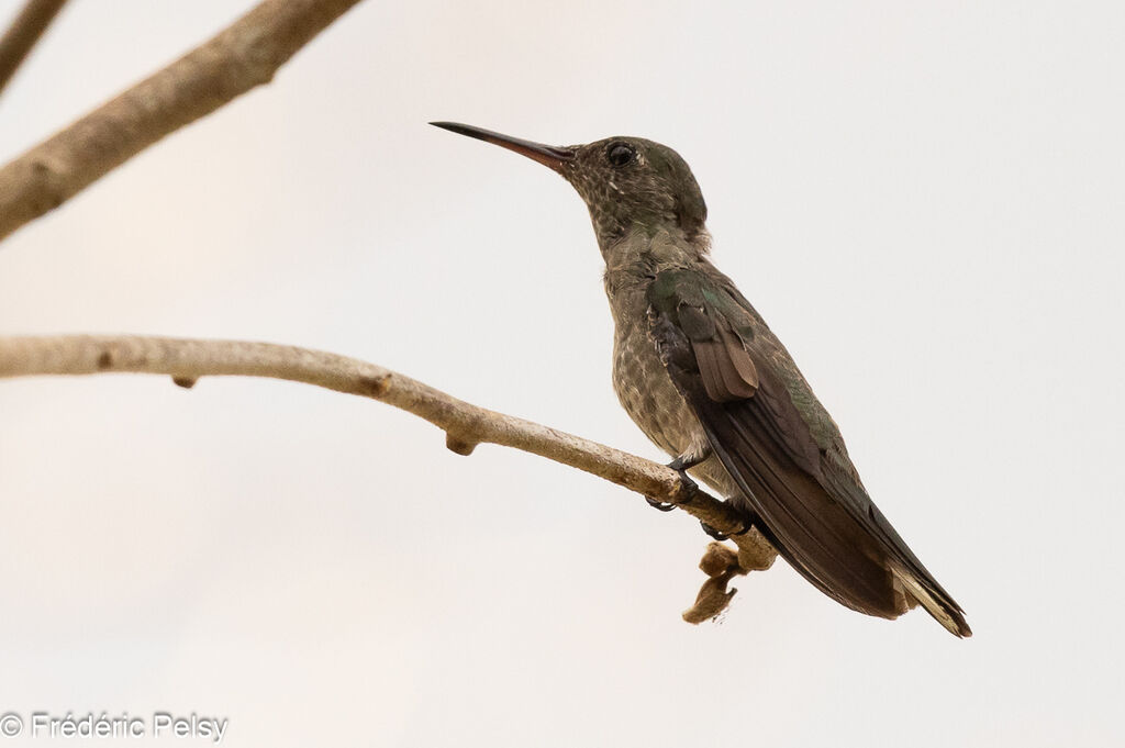 Scaly-breasted Hummingbird