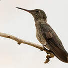 Colibri de Cuvier