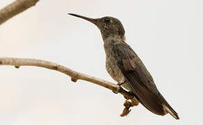 Scaly-breasted Hummingbird