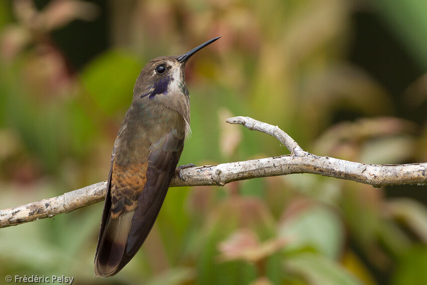 Colibri de Delphineadulte