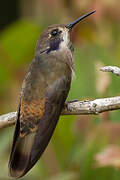 Brown Violetear