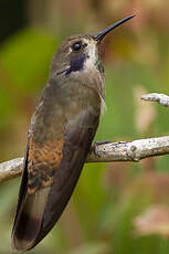 Colibri de Delphine