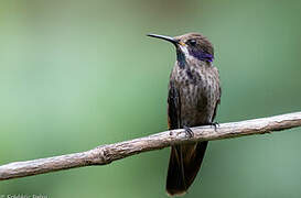 Brown Violetear