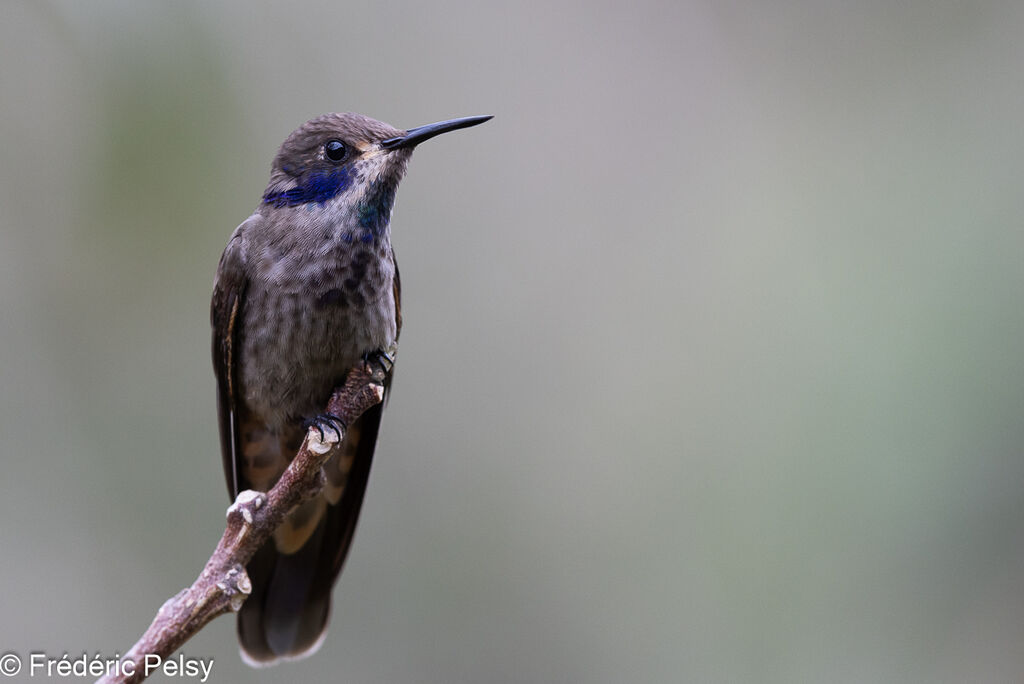 Colibri de Delphine