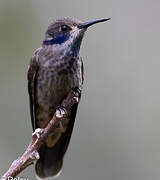 Brown Violetear