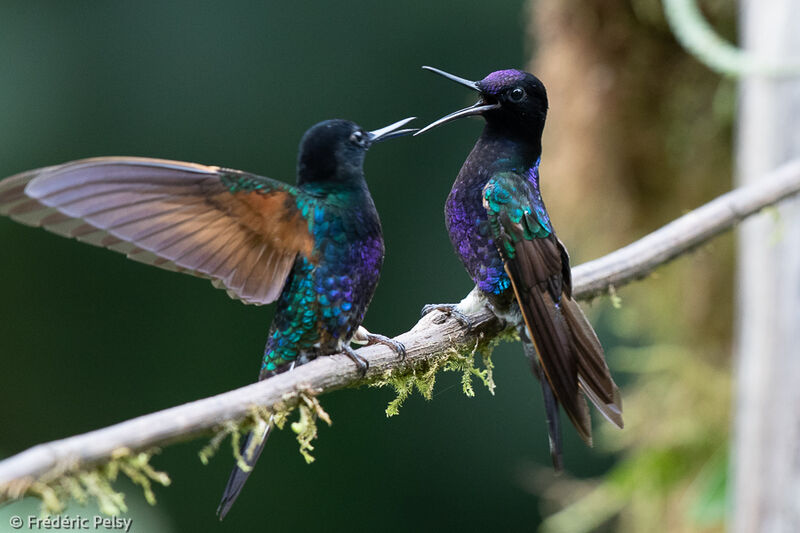 Velvet-purple Coronet