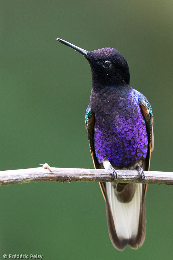 Colibri de Jardine