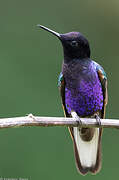 Velvet-purple Coronet