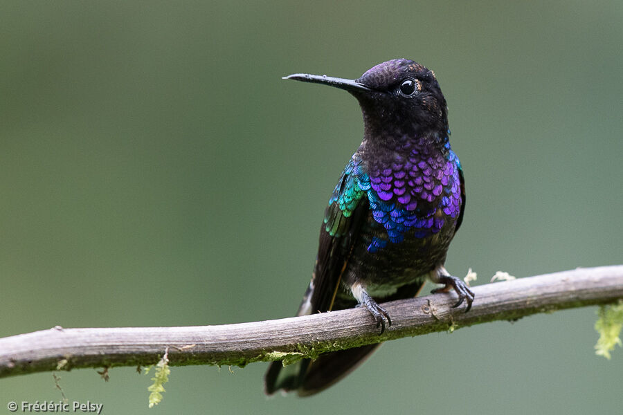 Velvet-purple Coronet