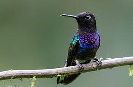 Velvet-purple Coronet