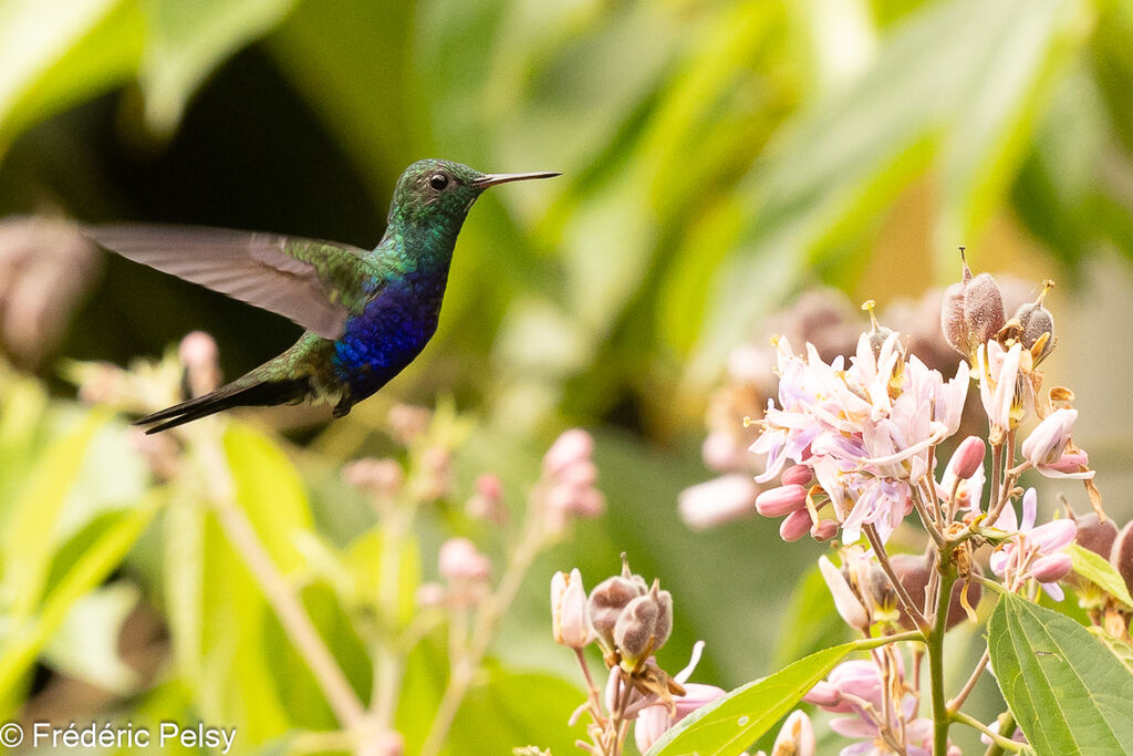 Violet-bellied Hummingbird