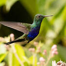 Colibri de Julie