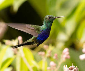 Colibri de Julie