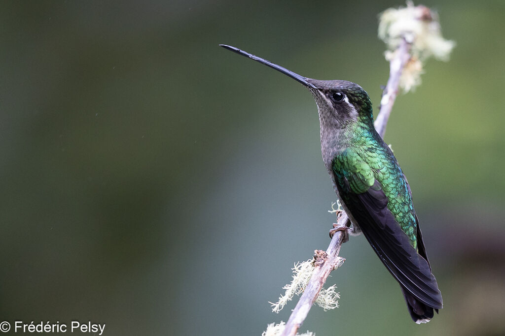Colibri de la Talamanca