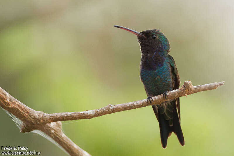 Sapphire-bellied Hummingbird male adult, identification