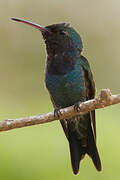 Sapphire-bellied Hummingbird