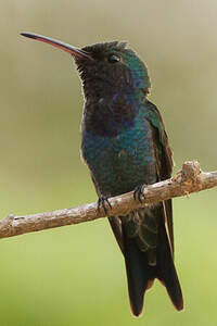 Colibri de Lillie