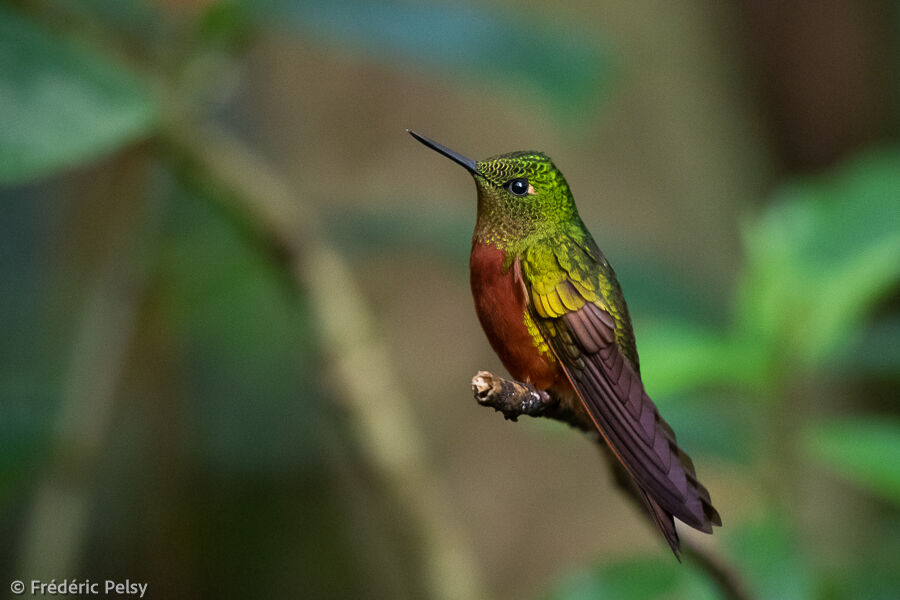 Chestnut-breasted Coronet