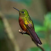 Chestnut-breasted Coronet