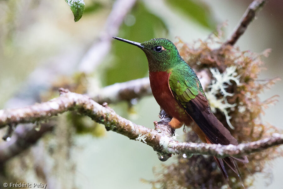 Chestnut-breasted Coronet