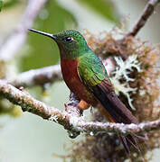 Chestnut-breasted Coronet