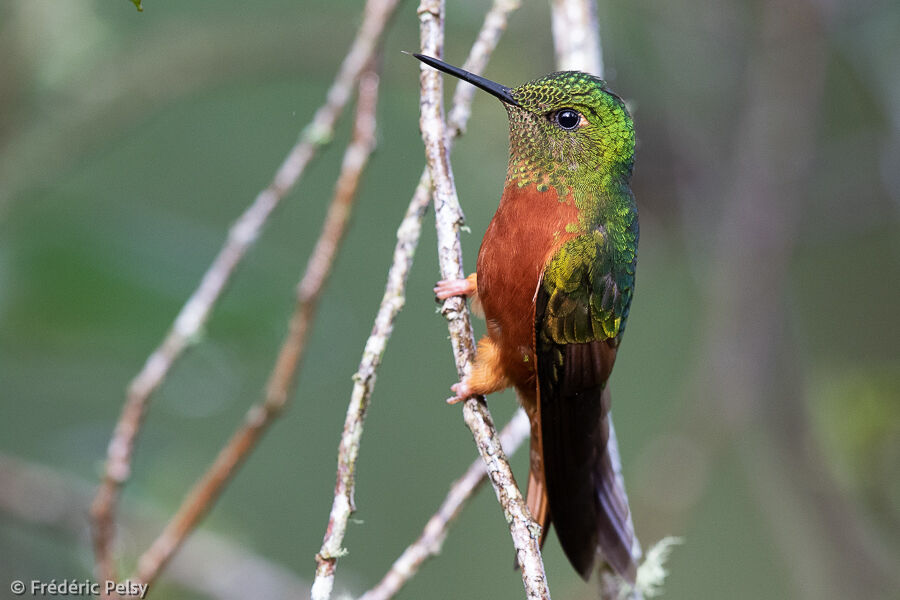 Chestnut-breasted Coronet