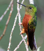 Chestnut-breasted Coronet