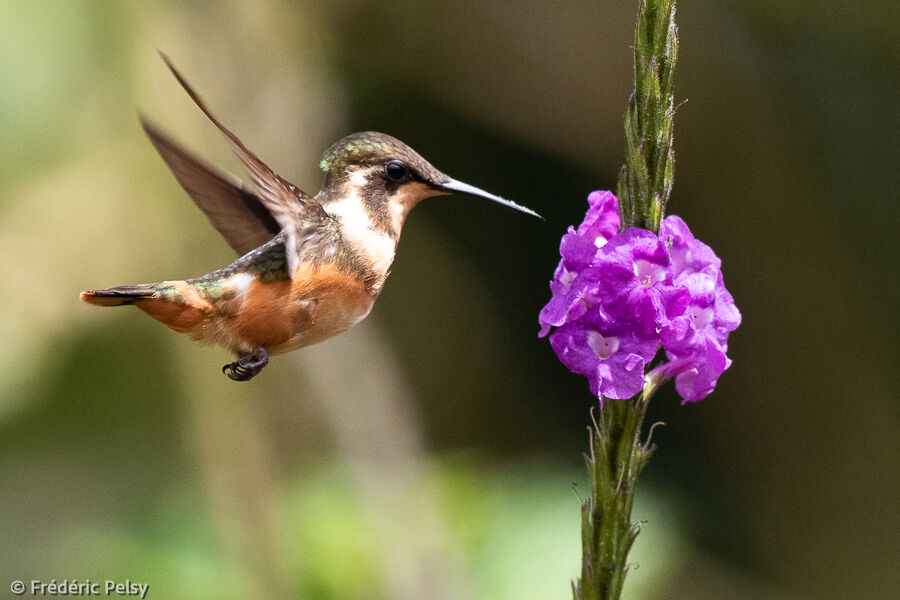 Colibri de Mitchell