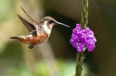Colibri de Mitchell