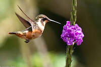 Colibri de Mitchell