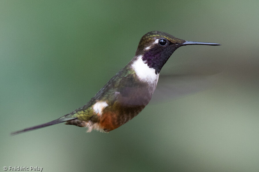 Purple-throated Woodstar