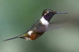 Purple-throated Woodstar