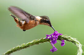 Purple-throated Woodstar