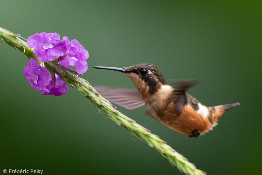 Purple-throated Woodstar