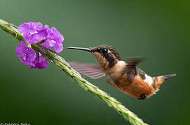 Purple-throated Woodstar