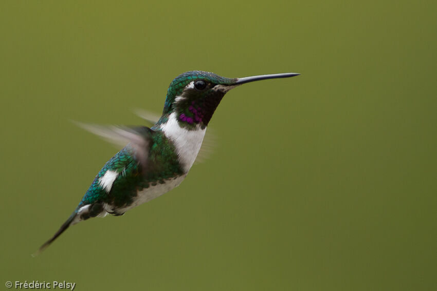 White-bellied Woodstar