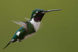 White-bellied Woodstar