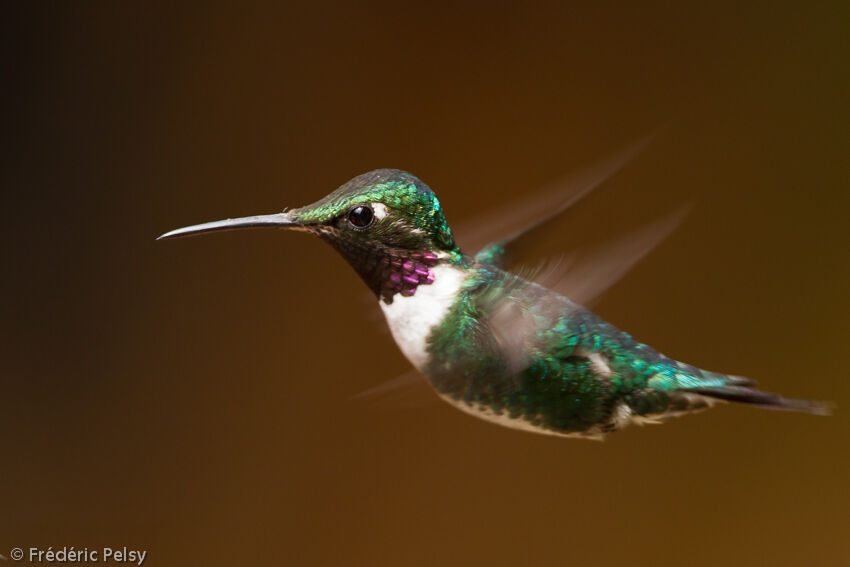 Colibri de Mulsantadulte