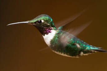 Colibri de Mulsant