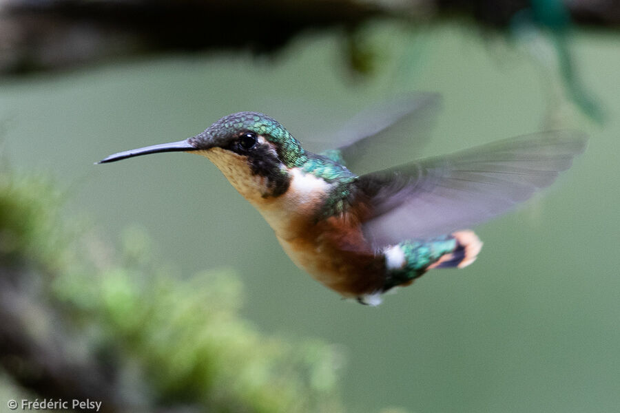 Colibri de Mulsant femelle, Vol