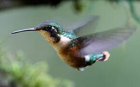 White-bellied Woodstar