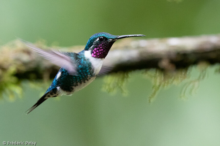 White-bellied Woodstar male adult, Flight