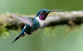 White-bellied Woodstar