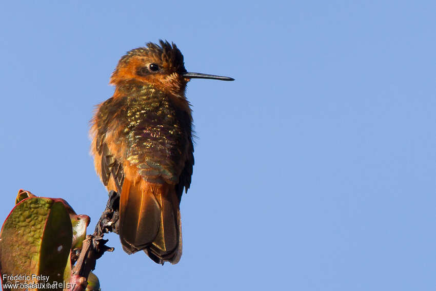 Colibri étincelantadulte, identification