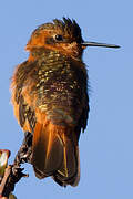 Colibri étincelant