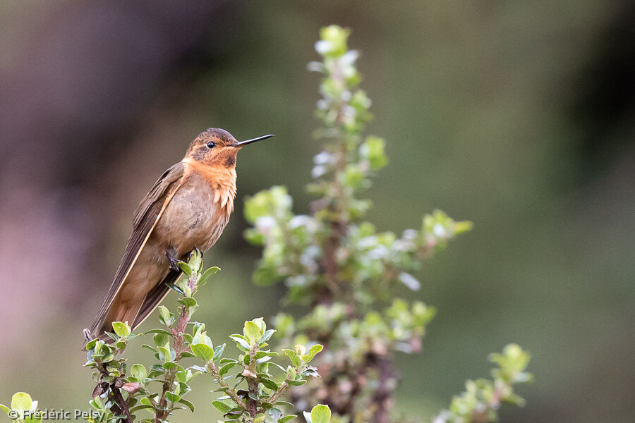 Colibri étincelant