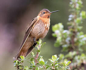 Colibri étincelant