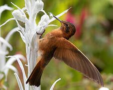 Colibri étincelant