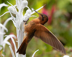 Colibri étincelant